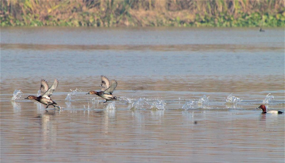 Ropar wetland ( Ropar Lake )