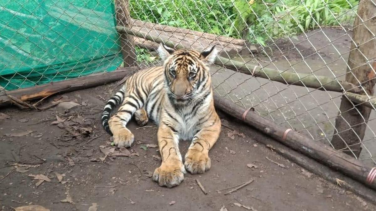 Tiger ‘Mangala’ to be shifted to Thrissur Zoological Park