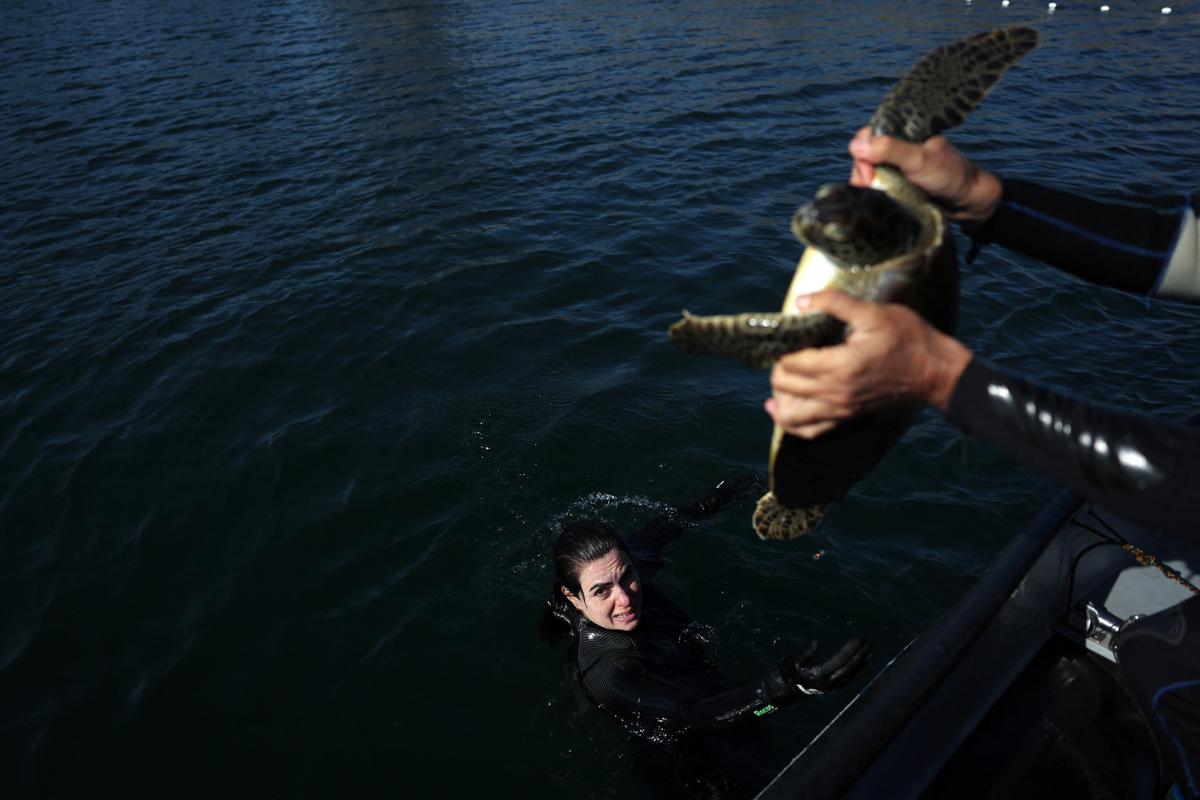 Veterinarian Kassia Coelho is seen after catching a turtle out of the water during a research to monitor turtles’ health, weight and pollution level, by Universidade Federal Fluminense (UFF), in the Guanabara Bay in Rio de Janeiro, Brazil August 27, 2024. 