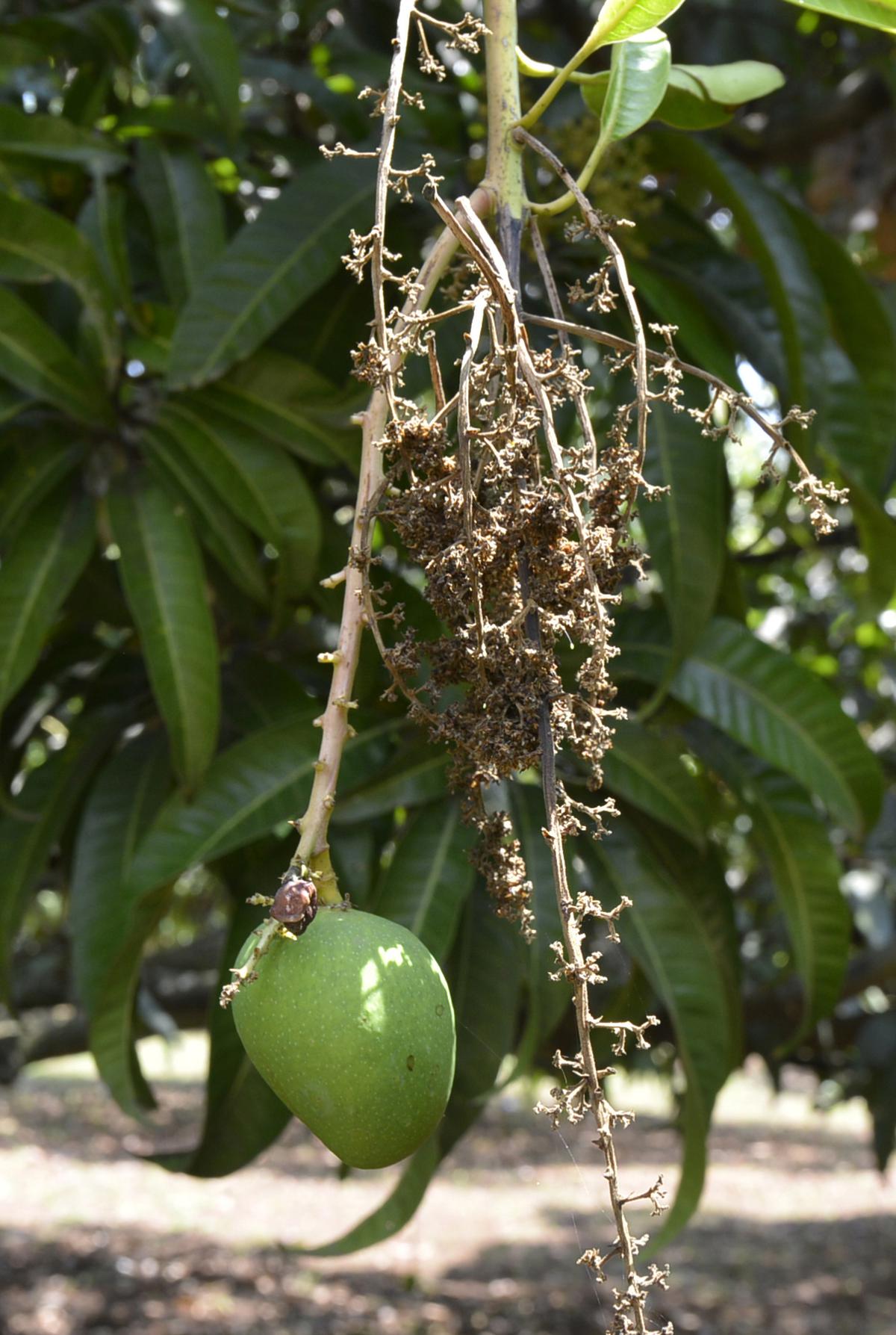 Altered Flowering Season, Hailstorm Hit Mango Growers Hard For Third 