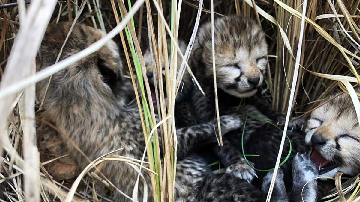 Explained | How are cheetahs faring in India?