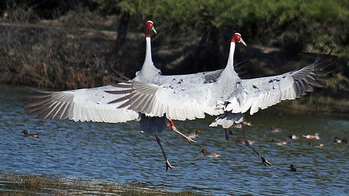 Animals and birds that dance