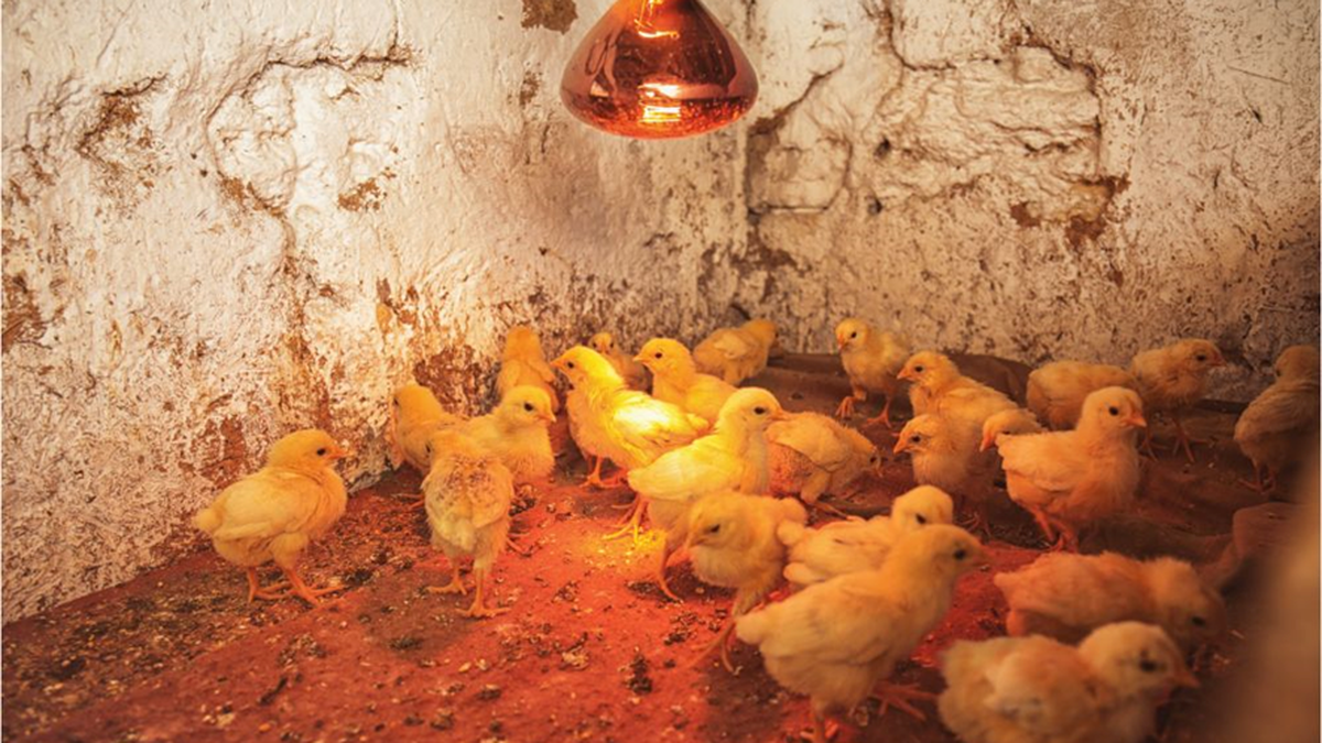 Company Hatches Chick from 3D-Printed Egg in Giant Moa Project