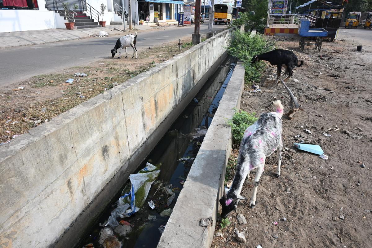 The open channel on Thabal Thanthi Road where the cow had fallen. The open channel on Thabal Thanthi Road where the cow had fallen.