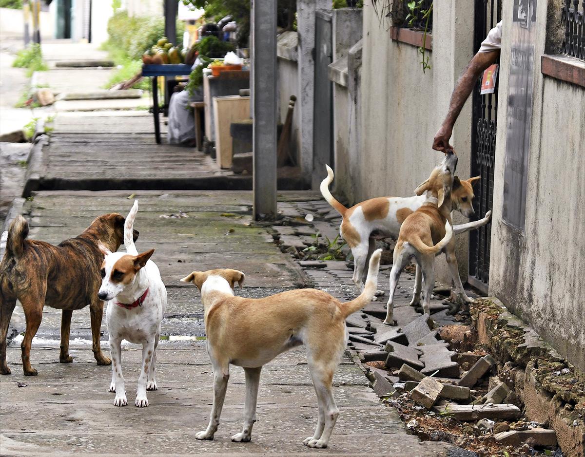 Along with addressing common issues such as animal birth control, anti-rabies vaccinations, and dog bite management, the helpline will also provide support for cases of harassment of animal feeders.