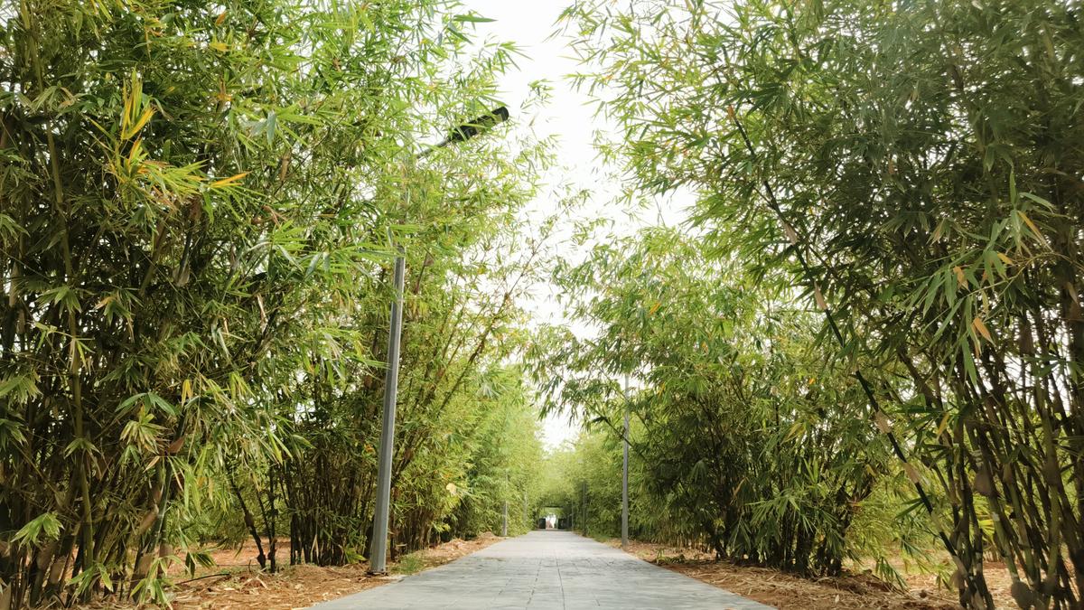 Bamboo park in Tiruppur to be opened for public from today