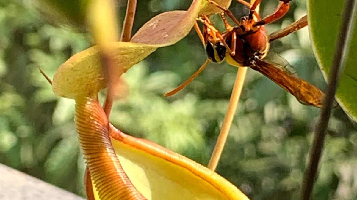 Beastly beauties: Carnivorous plants slowly take root in Bengaluru