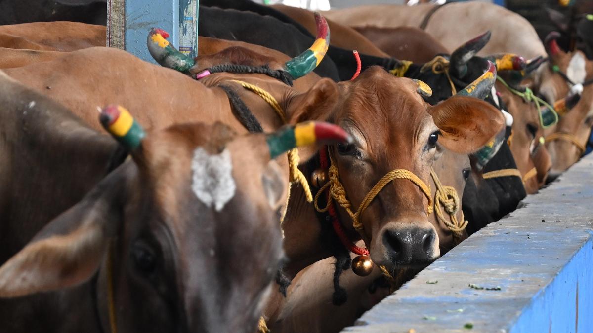 Ban cow slaughter in Tamil Nadu with immediate effect, orders Madras High Court