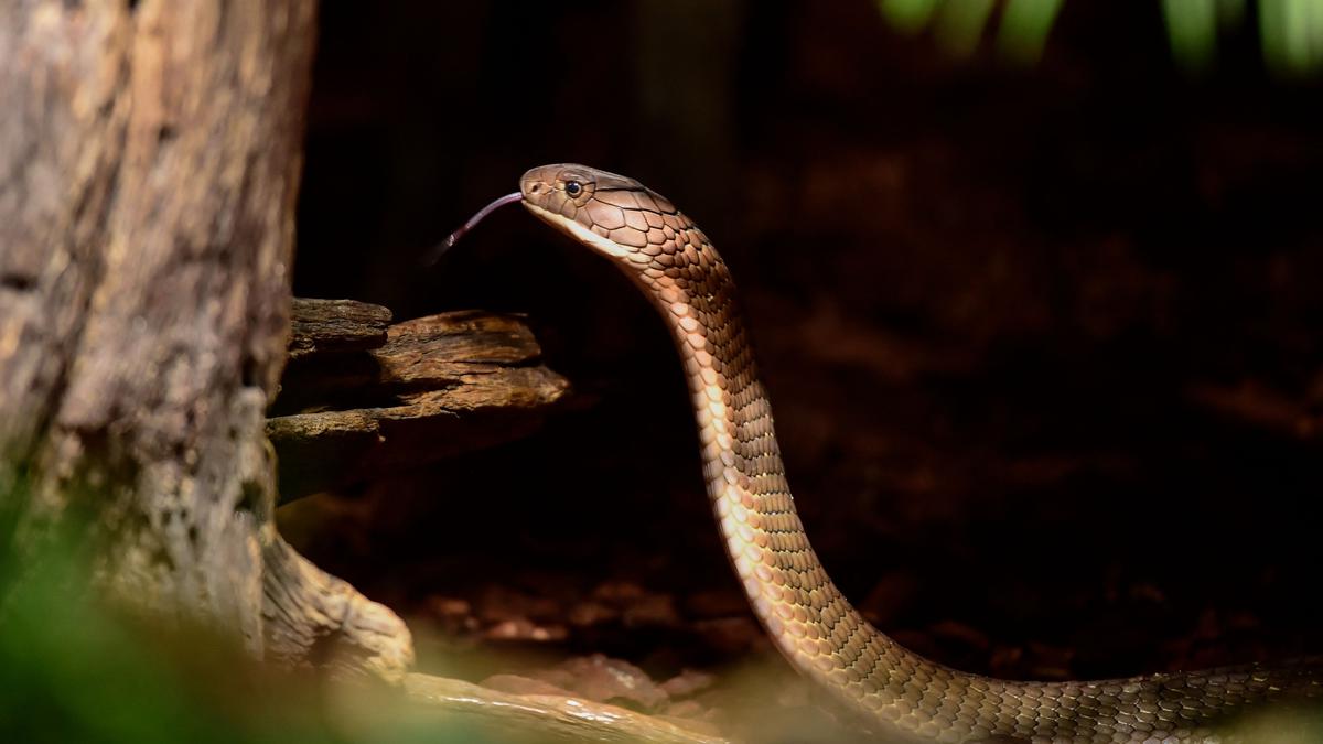 Over 64,000 People In India Die Of Snakebites Each Year - The Hindu