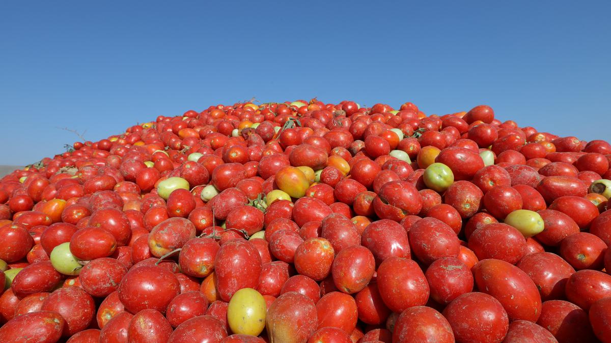The Story Of The Purple Tomato why It Is A Win For GM Foods The Hindu
