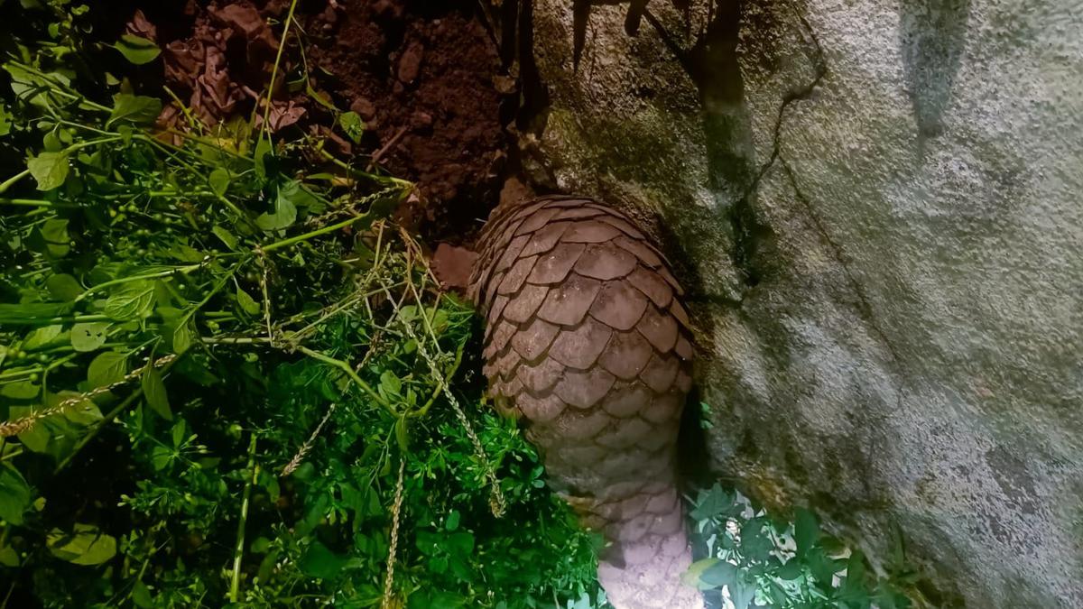 Indian pangolin rescued from village near Mettupalayam