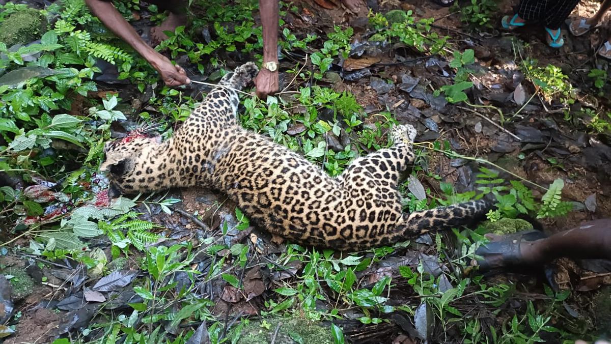 Villagers attack leopard to death in Kerala's Idukki district - The Hindu