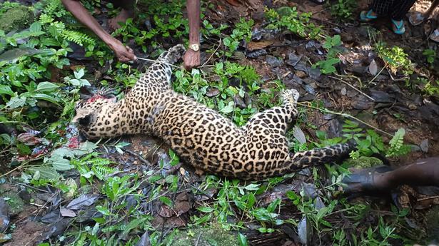 Villagers attack leopard to death in Kerala’s Idukki district