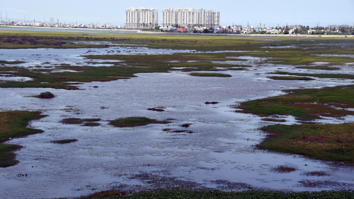 Rainwater mixed with sewage let into Korattur lake, say residents