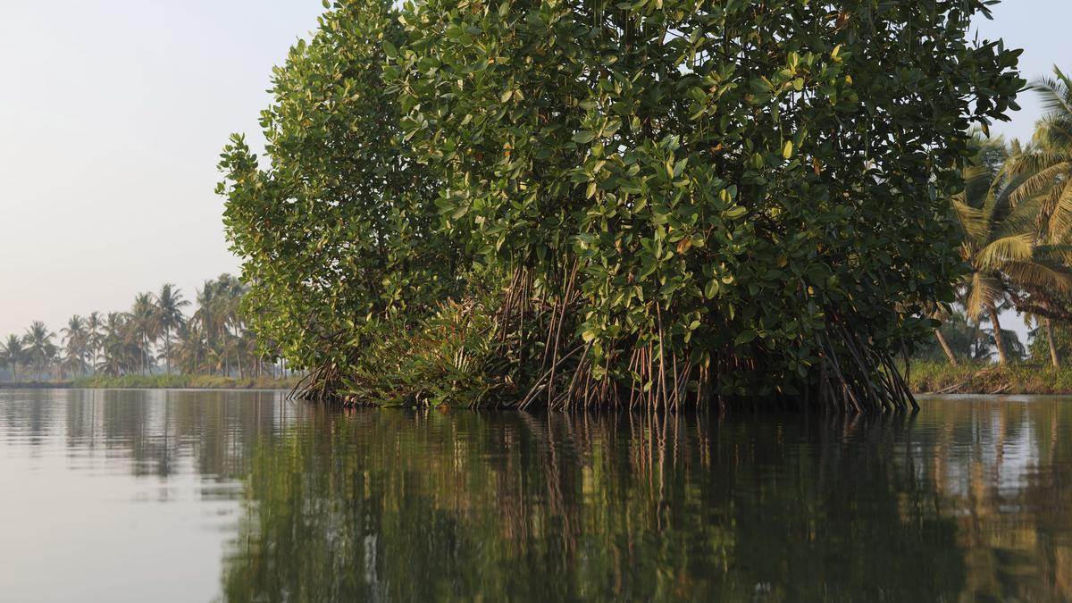 ‘Mangrove Man’ in Kerala fights to salvage sinking shores