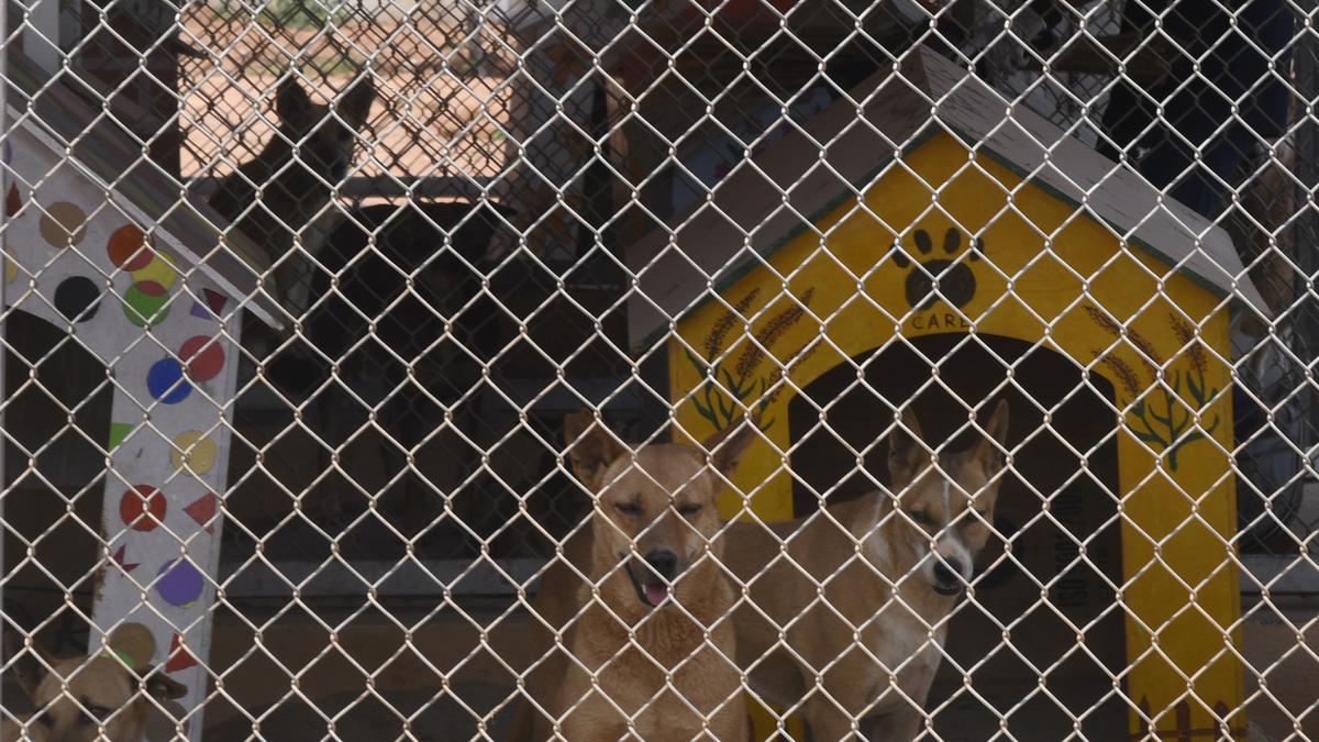 Meet the ‘paw squad’ of Kempegowda International Airport  