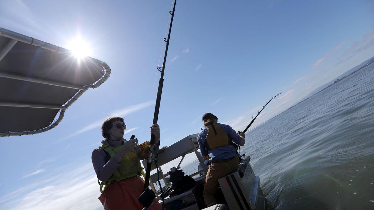 In San Francisco Bay, ecologists work to protect sevengill sharks