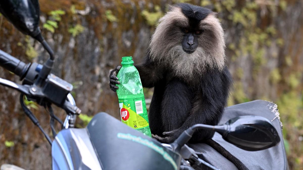 Human interactions threaten endangered lion-tailed macaque