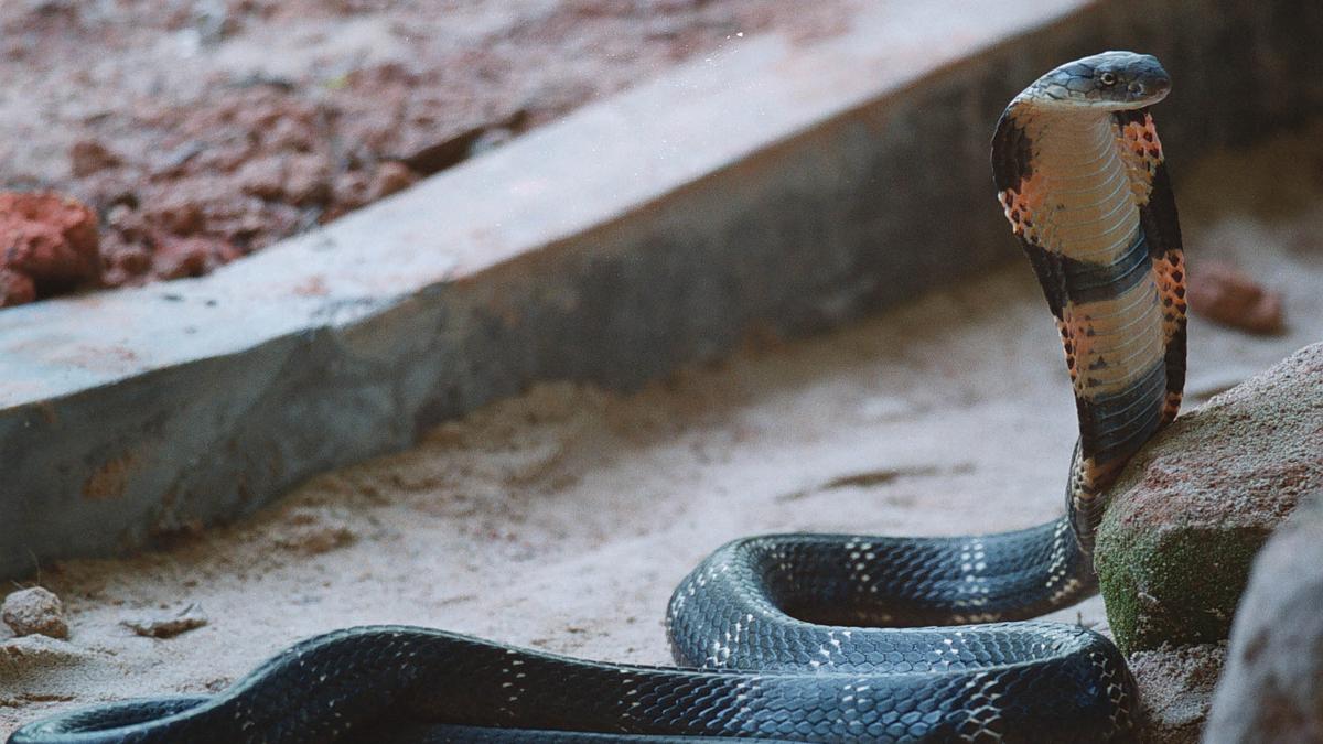 Odisha takes steps to minimise snakebite deaths - The Hindu