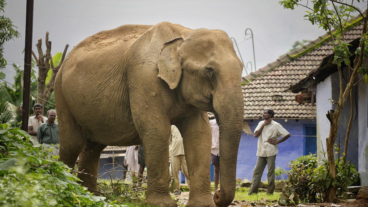 Monica, the chilled-out Elephant of Valparai