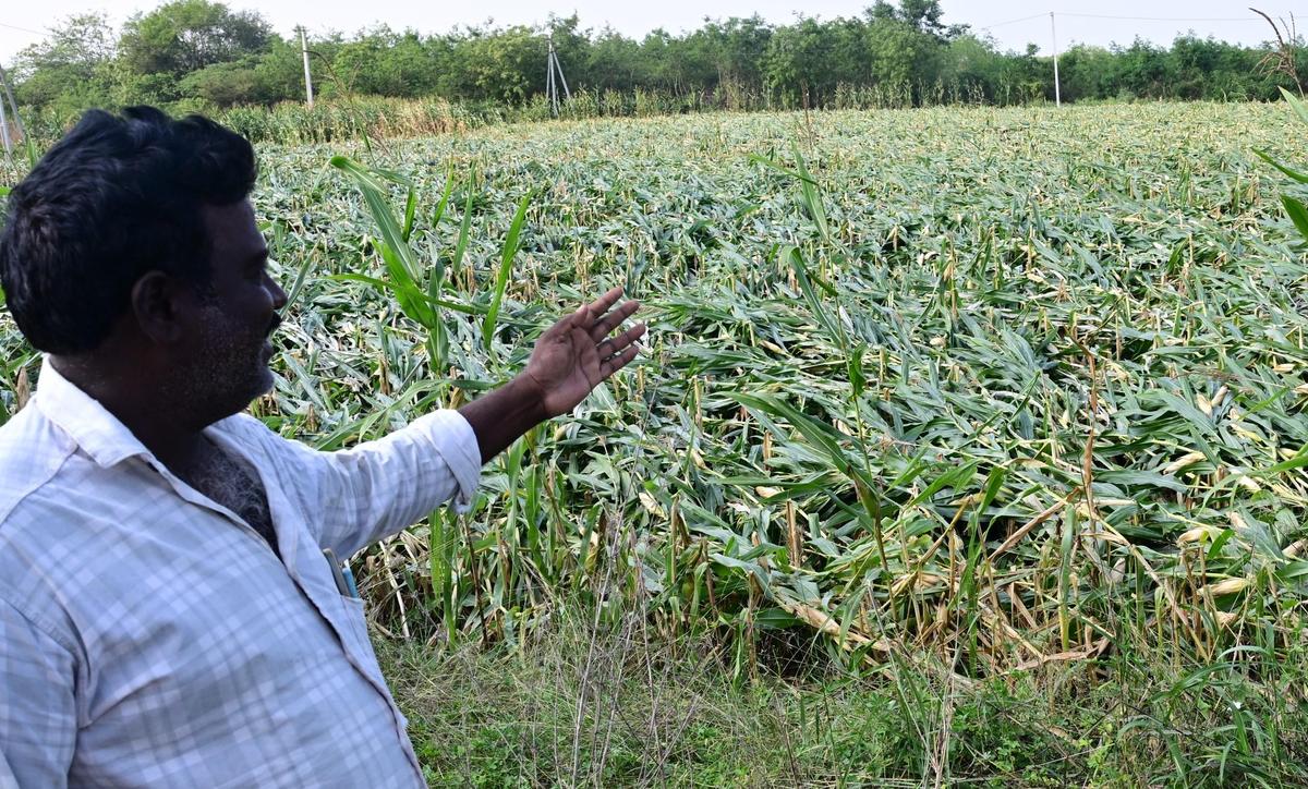 thehindu.com - The Hindu Bureau - Unseasonal rains: Agriculture Ministry reviews situation, assesses farm losses