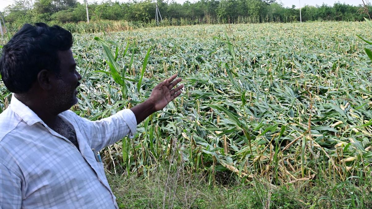 Unseasonal rains: Agriculture Ministry reviews situation, assesses farm losses