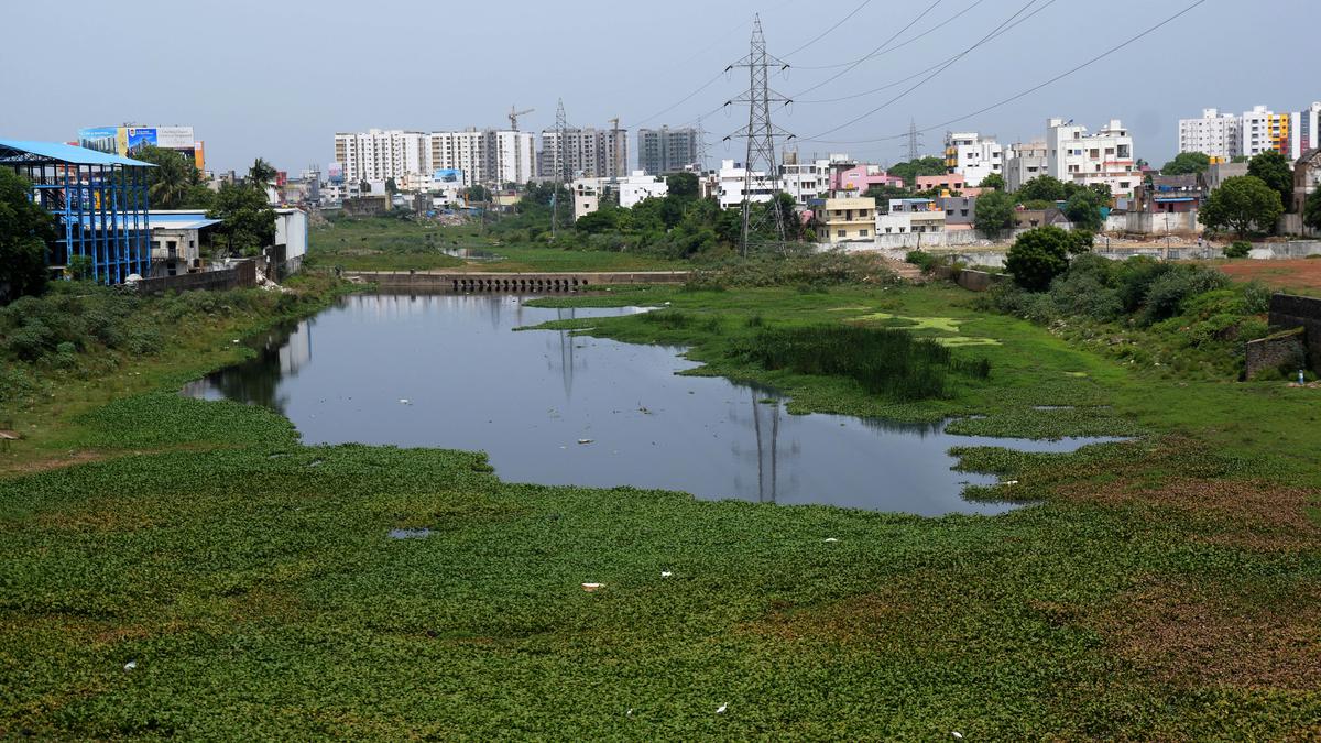 Stretches of Cooum river continues to get choked by weeds, thanks to rain deficit in Chennai