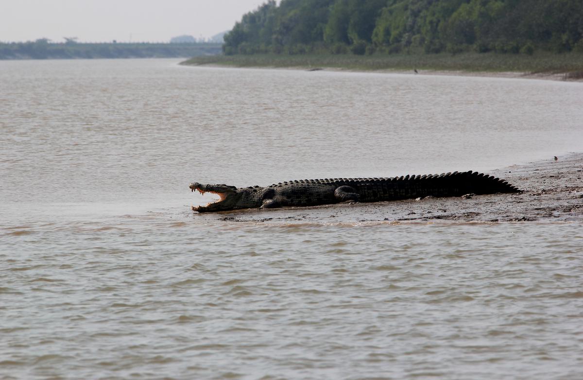 A crocodile on the banks of the Brahmani river at Bhitarkanika National Park. 