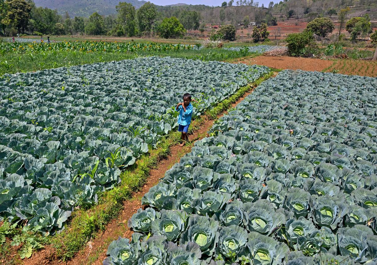 Farmers practising natural farming at Devuduvalasa village in Suvva Valley near Araku in the Eastern Ghats of Andhra Pradesh, about 130 km from Visakhapatnam. Farmers practising natural farming at Devuduvalasa village in Suvva Valley near Araku in the Eastern Ghats of Andhra Pradesh, about 130 km from Visakhapatnam.
