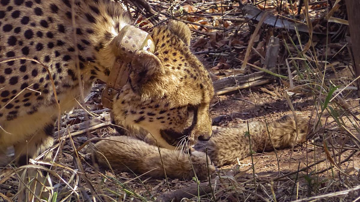 Two cubs born to African cheetah Neerva found dead at Kuno; mutilated carcasses recovered