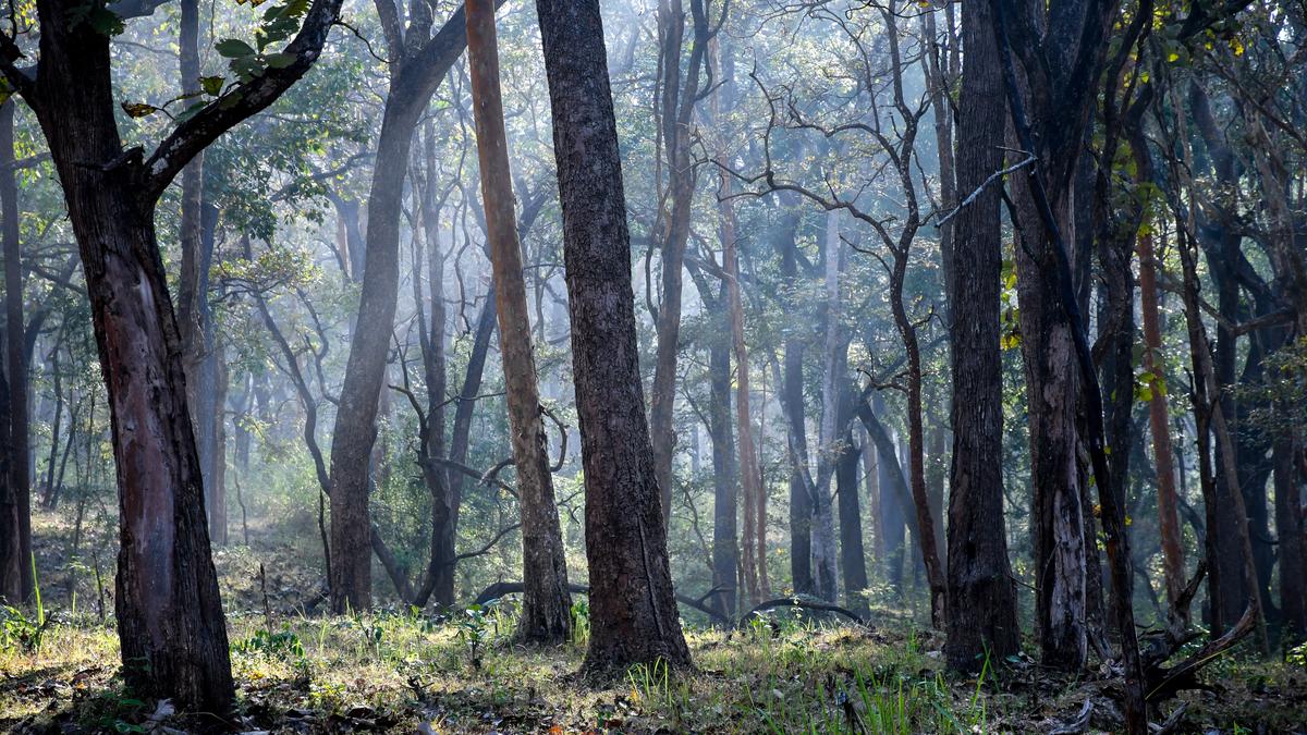 In Frames | In Mudumalai, a problem of plenty