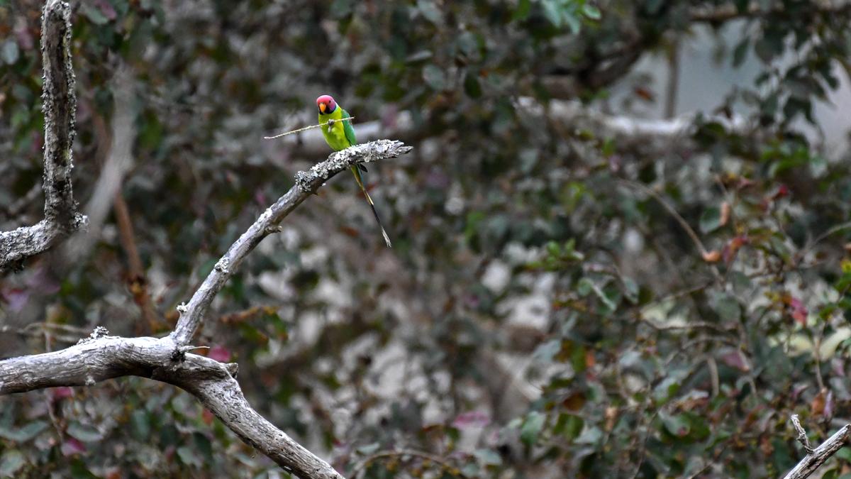 Assam YouTuber booked for bid to sell parakeets on channel