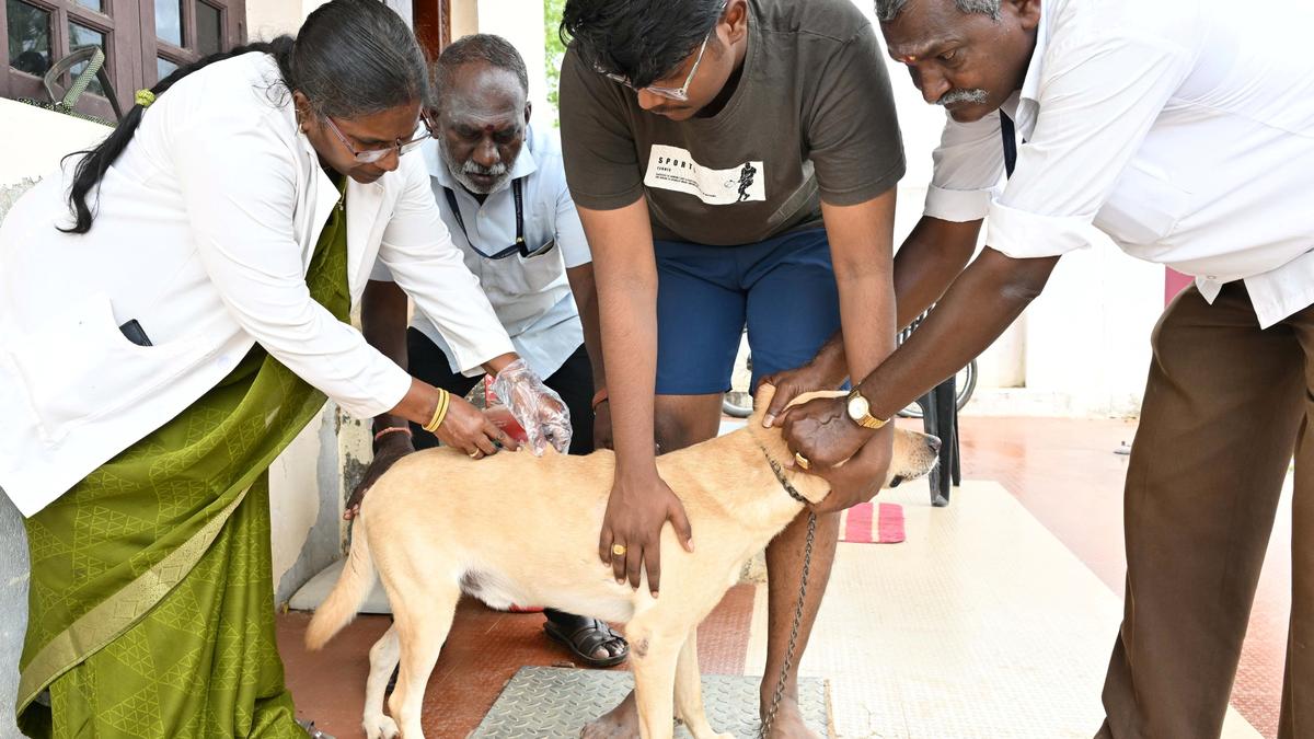 Anti-rabies vaccination drive commences in Tirunelveli district