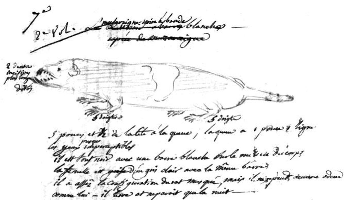 The Sonnerat’s shrew was described in 1813 near Puducherry by French naturalist Pierre Sonnerat. So far, no specimen of the species has ever been collected.  