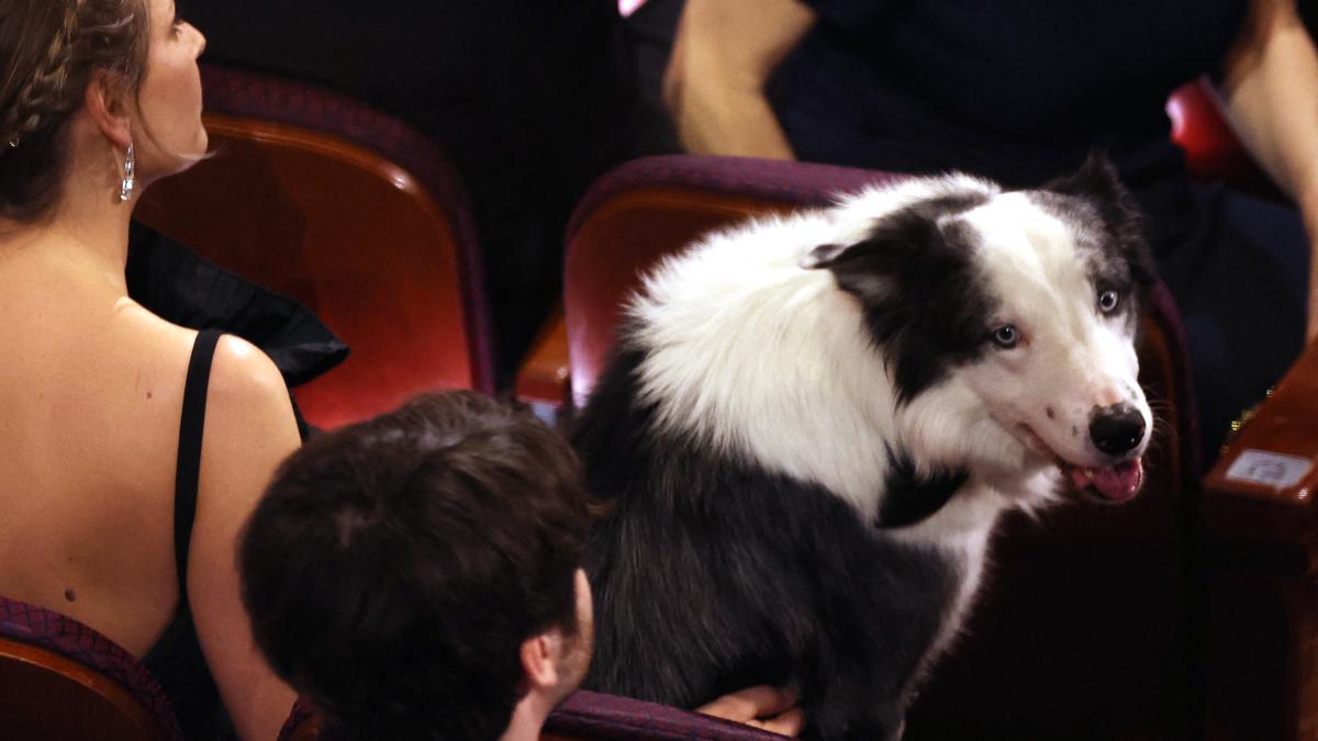 Messi, the dog in ‘Anatomy of a Fall’, is getting a show
