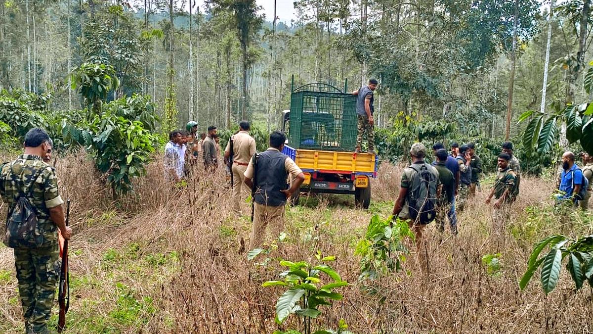 Special team steps up combing operations to capture elusive tiger in Kerala’s Wayanad district