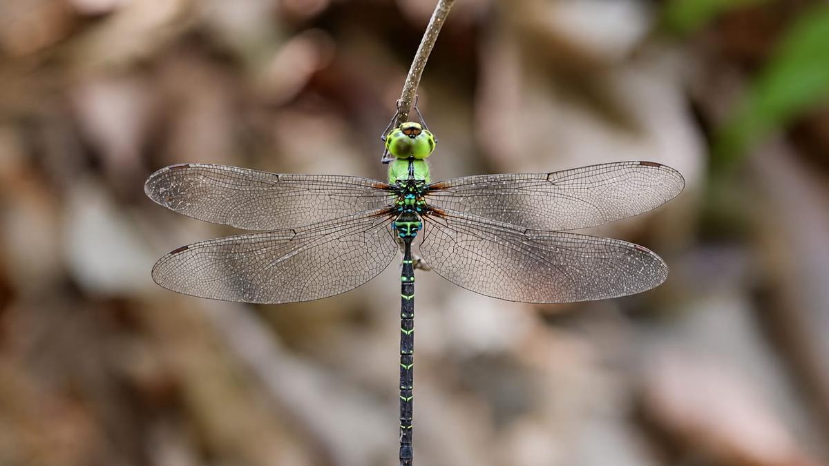 Rare dragonfly resurfaces in Arunachal after 110 years