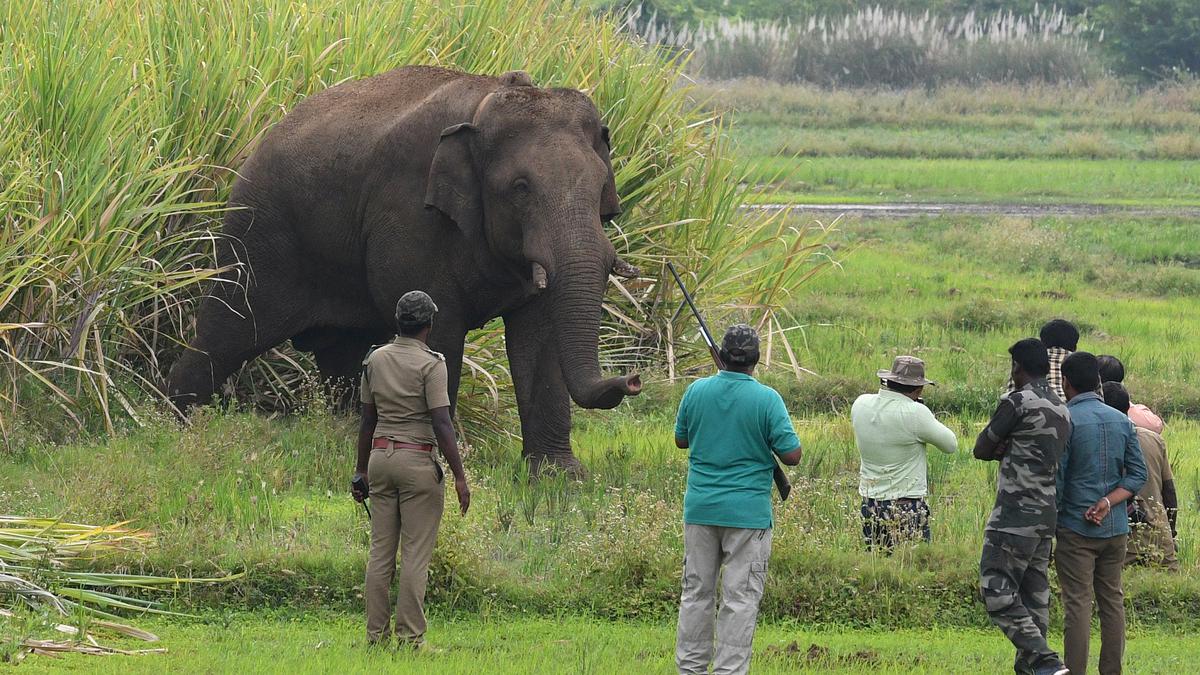 Elephants: the new raiders of rice shops