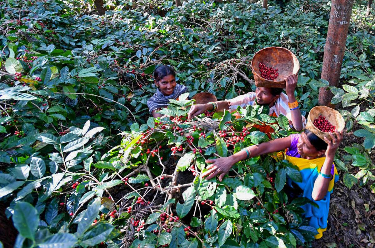 The Rubber Board signed a separate agreement with the Girijan Cooperative Corporation(GCC) to boost the sale of tribal products and Araku Coffee.