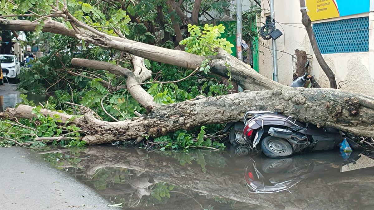 Cyclone Michaung | Chennai Corporation cites staff crunch as reason for delayed removal of trees, garbage