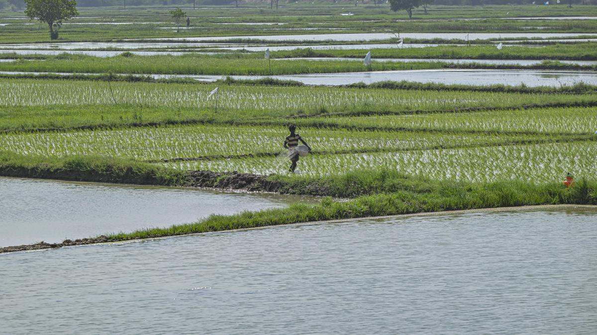 Climate change, imbalance in fertiliser use kill soil’s organic carbon: ICAR study