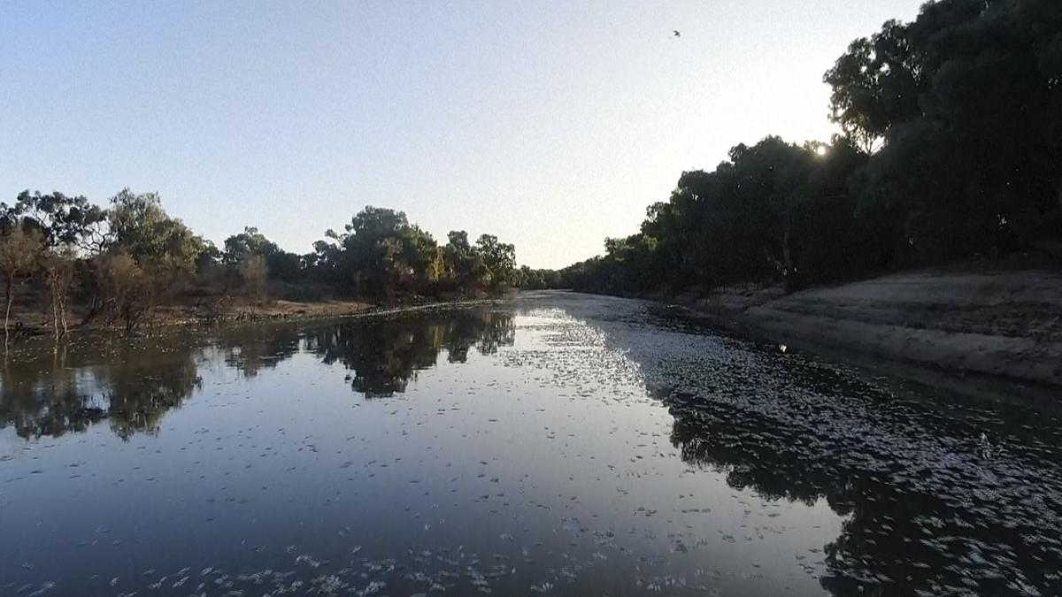 In this image from video, dead fish float on the surface of the lower Darling-Baaka River near the New South Wales state far west town of Menindee, Australia, on Saturday, March 18, 2023. 