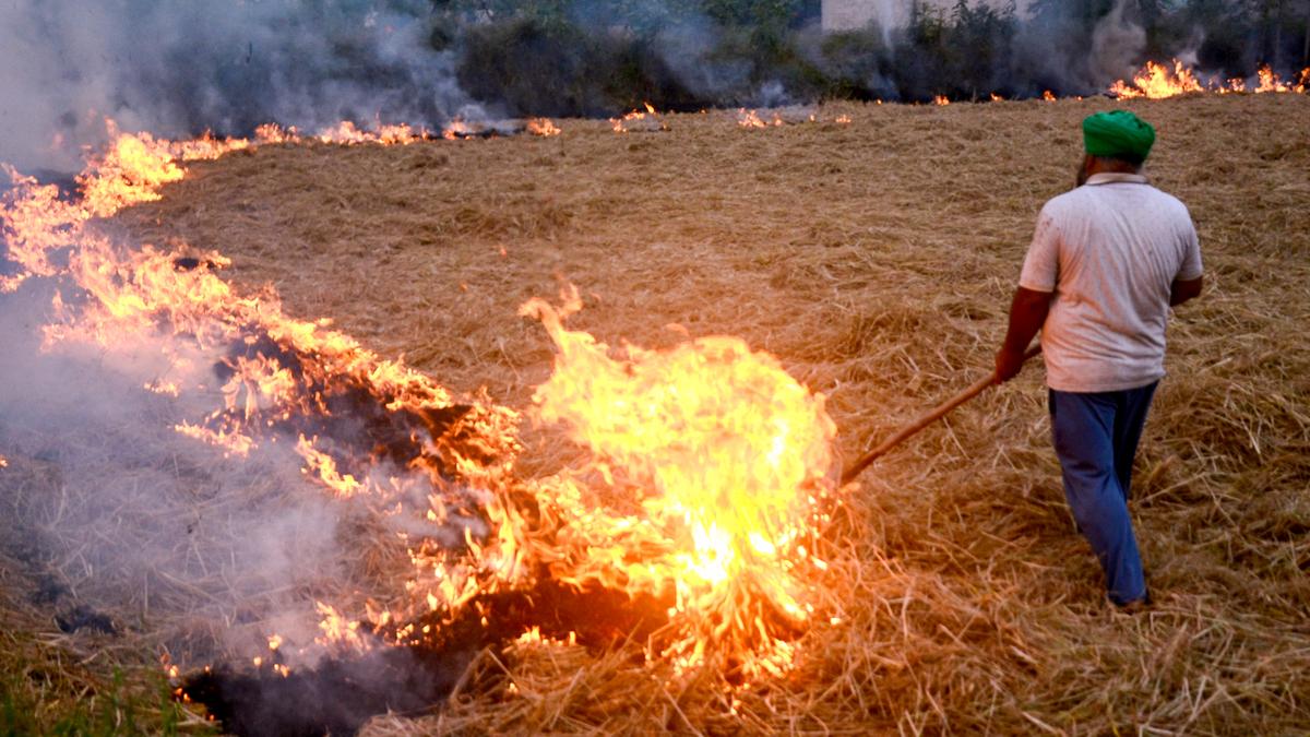 Punjab sees 50% dip in post-harvest farm fires, yet no effect on Delhi's air quality