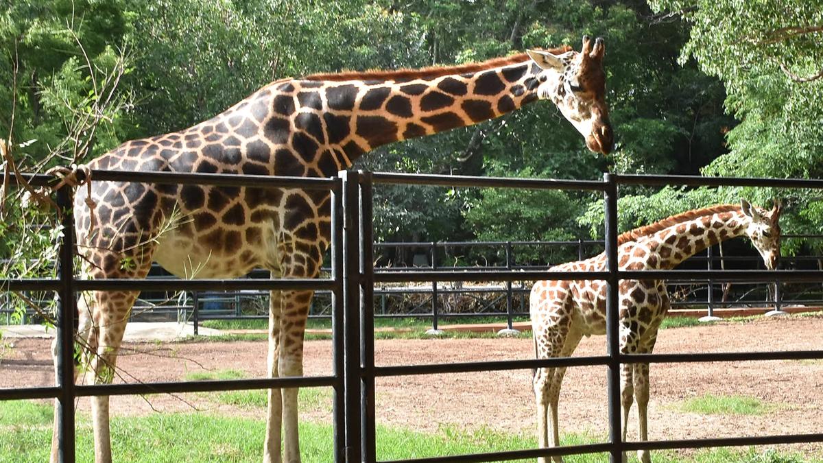 Mysuru zoo gets battery buggy from Walkmate Footwear under CSR aid