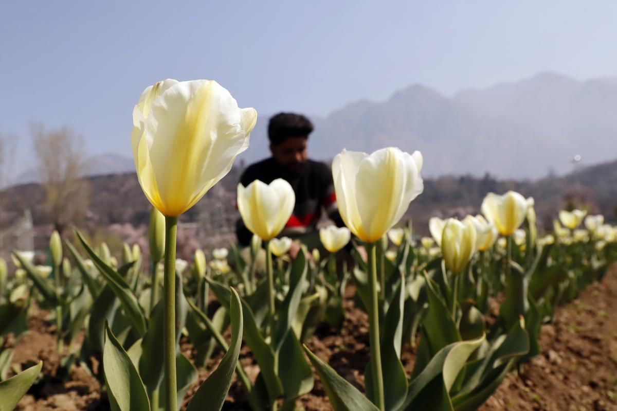 A gardener tends to the blooming Tulips, at Tulip Garden, in Srinagar on Saturday.