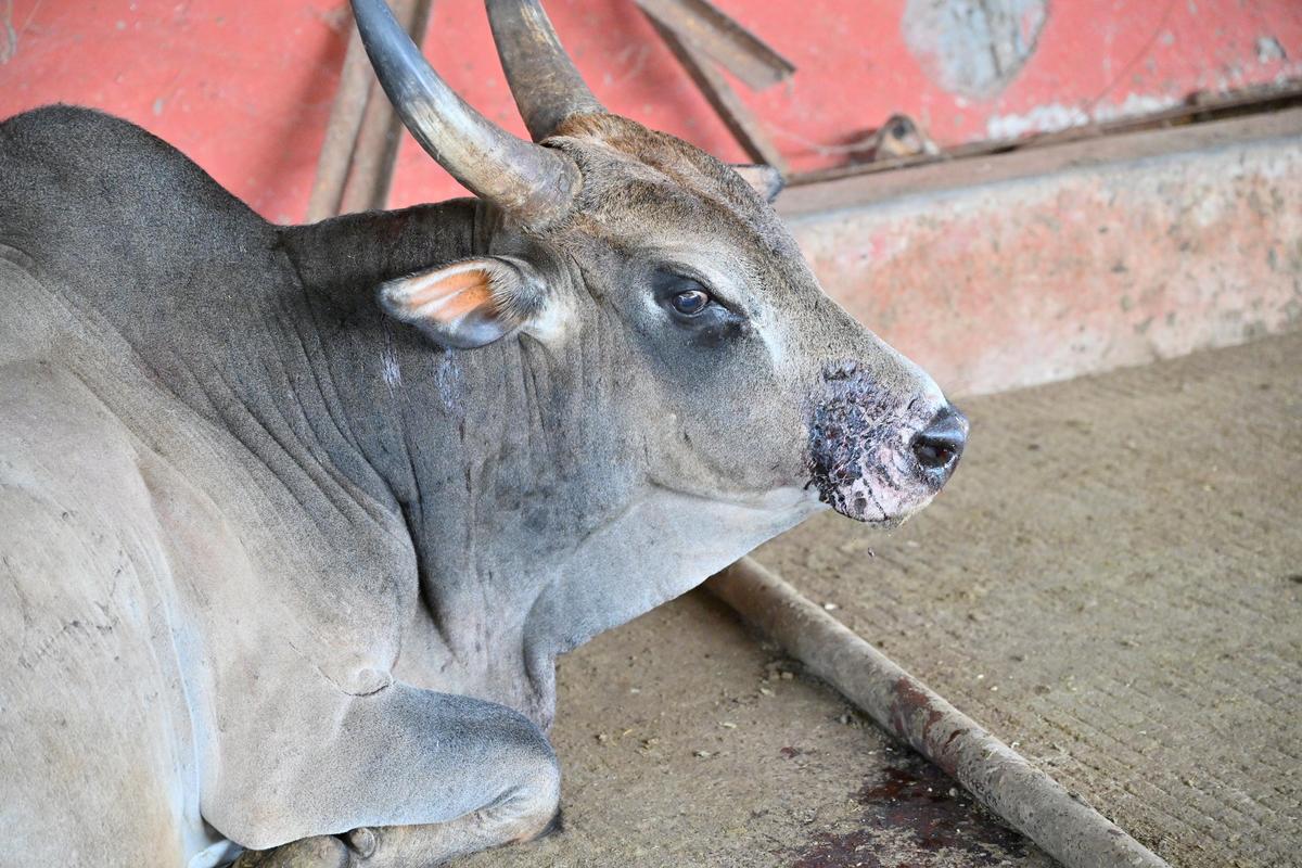 O touro atacado pelo carnívoro em 26 de novembro de 2025