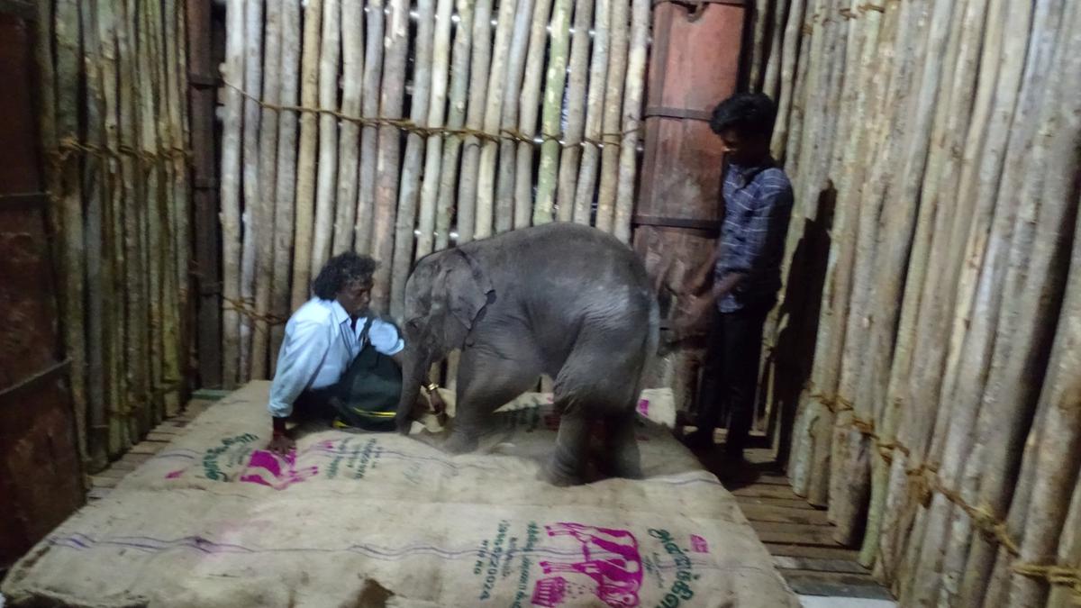 Abandoned elephant calf from Dharmapuri dies at Theppakadu Elephant Camp