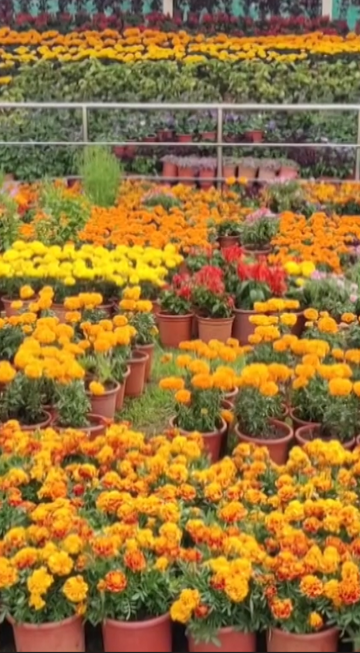 Watch: Ooty’s Flower Show to feature 10 lakh plants, rare imported blooms