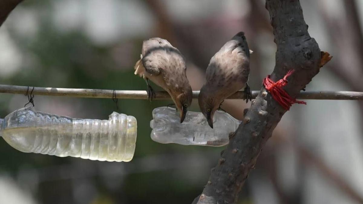 Kalaburagi joins global ‘City Nature Challenge’ despite intense heatwave