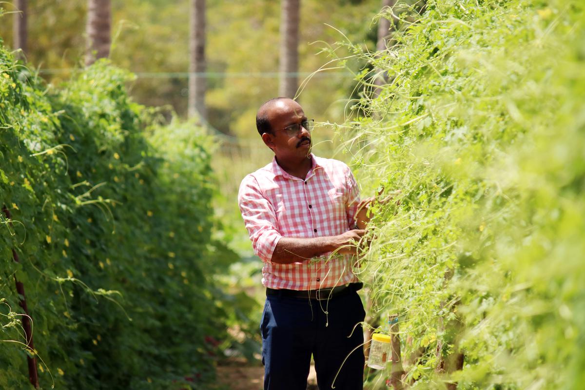 SV Sujith, who won the State Farm award for the best vegetable farmer at his farm in Thumba, Thiruvananthapuram.